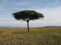 Green and not green area (Before / after) - similarity