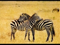 Zig zag (Landscape) - similarity